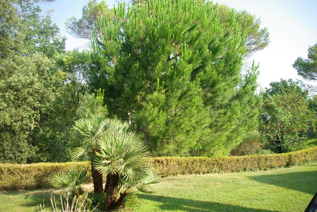 Domaine Les Cigales Bed & Breakfast Mouans-Sartoux Room photo
